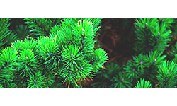 Для хвойных