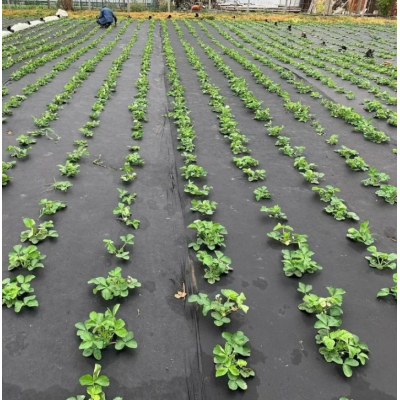 Агроволокно Черное АГРОТЕКС, 60 г/кв.м., шир. 3,2 м, 1 п.м.