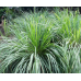 Семена - Лимонная трава Лемонграсс, 0.1 г