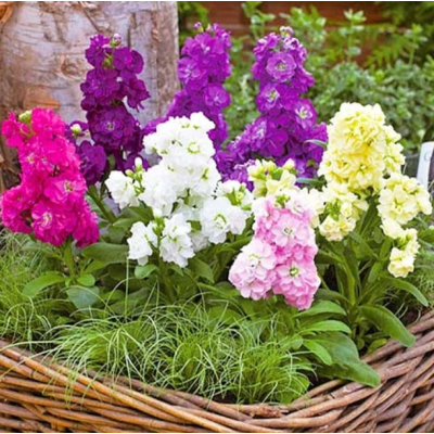 Семена - Матиола Колумн, смесь// 0,1 г Семена - Матиола Колумн, смесь// 0,1 г