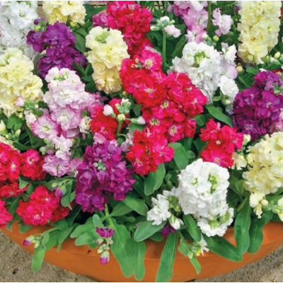 Семена - Матиола Колумн, смесь// 0,1 г Семена - Матиола Колумн, смесь// 0,1 г