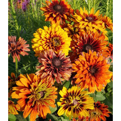 Семена - Рудбекия Черроки сансет// 0,1 г Семена - Рудбекия Черроки сансет// 0,1 г