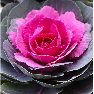 Семена - Капуста декор. Кондор F1 красная, Sakata (Япония), 10 шт