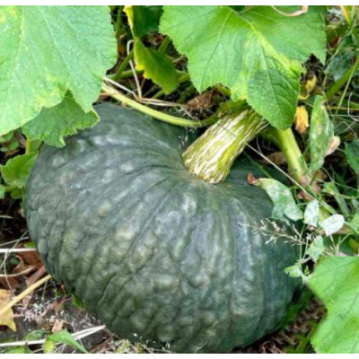 Насіння - Гарбуз Марина ді Кьоджа, 2 г Насіння - Гарбуз Марина ді Кьоджа, 2 г