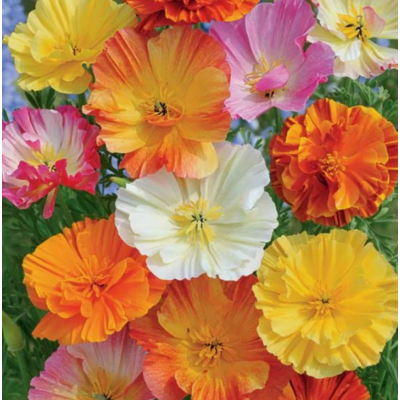 Семена - Эшшольция Калифорнийская махровая, смесь, 3 г