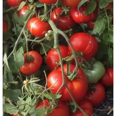 Семена - Томат Монгольский карлик, 10 шт