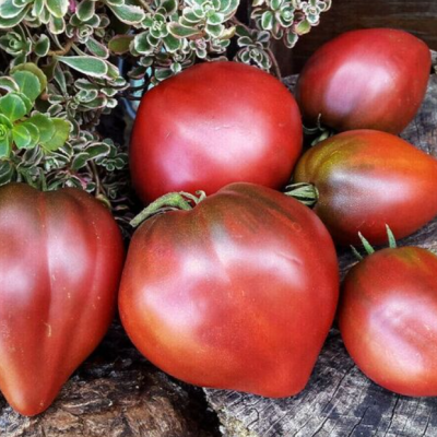 Семена - Томат Пурпурное сердце, 10 шт