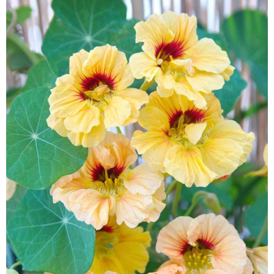 Семена - Настурция Клубничный джем, 10 шт