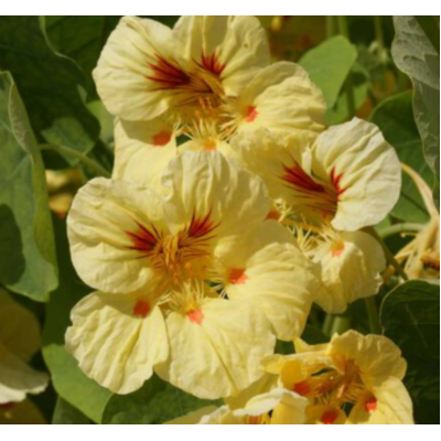 Семена - Настурция Клубничный джем, 10 шт