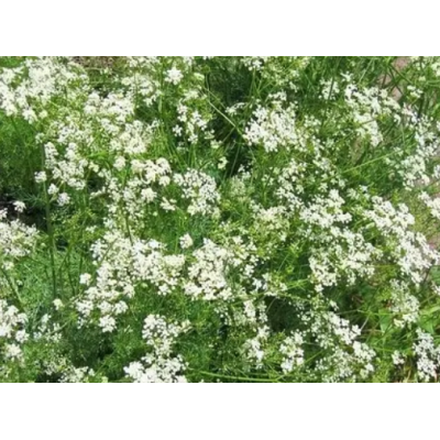 Семена - Зира тминовая, 0,5 г