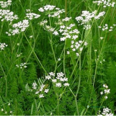 Семена - Зира тминовая, 0,5 г