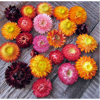 Насіння - Геліхрізум Низький, суміш, 0,2 г Насіння - Геліхрізум Низький, суміш, 0,2 г