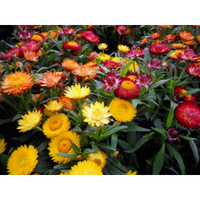 Насіння - Геліхрізум Низький, суміш, 0,2 г Насіння - Геліхрізум Низький, суміш, 0,2 г