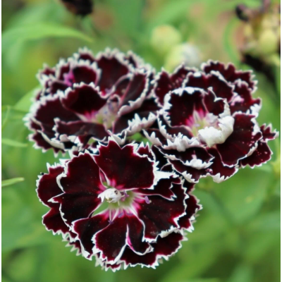 Насіння - Гвоздика К'янті, китайська, 0,1 г