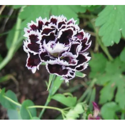 Насіння - Гвоздика К'янті, китайська, 0,1 г