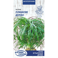 Насіння - Ноліна Пляшкове дерево, 4 шт. Насіння - Ноліна Пляшкове дерево, 4 шт.