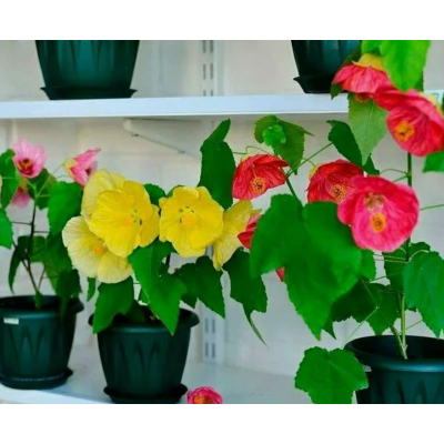 Семена - Абутилон гибридный, смесь, 0,1 г