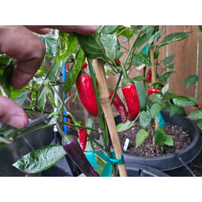 Семена - Перец острый Билли Байкер, 20 шт.