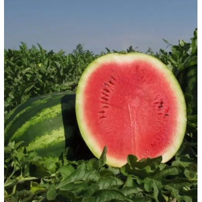 Семена - Арбуз Эли Кримсон Трит, 20 шт. Семена - Арбуз Эли Кримсон Трит, 20 шт.
