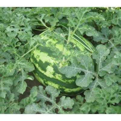 Семена - Арбуз Эли Кримсон Трит, 20 шт. Семена - Арбуз Эли Кримсон Трит, 20 шт.