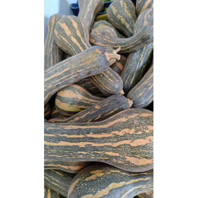 Семена - Тыква Испанская гитара, 10 шт. Семена - Тыква Испанская гитара, 10 шт.