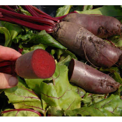 Насіння - Буряк Фороно, 3 г.