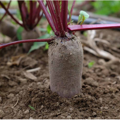 Насіння - Буряк Фороно, 3 г.