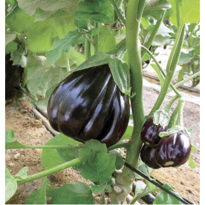 Насіння - Баклажан Імперіал, 30 шт. Насіння - Баклажан Імперіал, 30 шт.