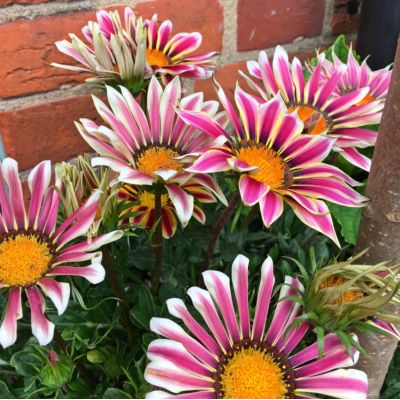 Семена - Газания Кисс F1 флэйм микс, Syngenta Flowers (Нідерланди), 10 шт