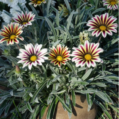 Семена - Газания Кисс F1 флэйм микс, Syngenta Flowers (Нідерланди), 10 шт