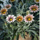 Насіння - Газанія Кісс F1 флейм мікс, Syngenta Flowers (Нідерланди), 10 шт