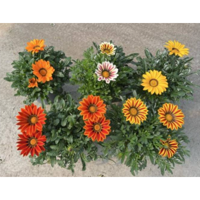 Семена - Газания Кисс F1 флэйм микс, Syngenta Flowers (Нідерланди), 10 шт