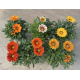 Насіння - Газанія Кісс F1 флейм мікс, Syngenta Flowers (Нідерланди), 10 шт
