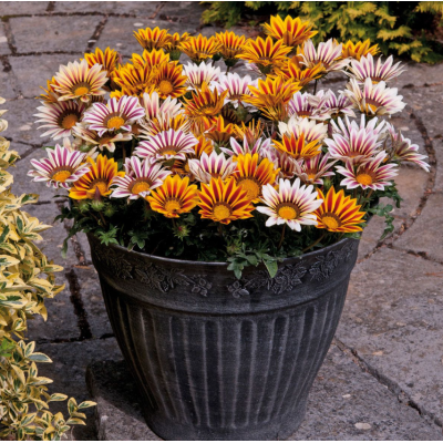 Семена - Газания Кисс F1 флэйм микс, Syngenta Flowers (Нідерланди), 10 шт