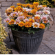 Насіння - Газанія Кісс F1 флейм мікс, Syngenta Flowers (Нідерланди), 10 шт