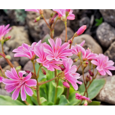 Насіння - Левізія туполиста Еліза, суміш, Benary (Німеччина), 5 шт. Насіння - Левізія туполиста Еліза, суміш, Benary (Німеччина), 5 шт.