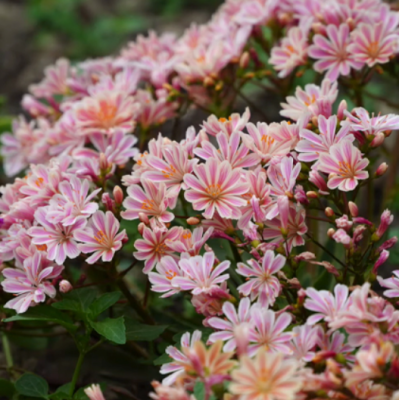 Насіння - Левізія туполиста Еліза, суміш, Benary (Німеччина), 5 шт. Насіння - Левізія туполиста Еліза, суміш, Benary (Німеччина), 5 шт.