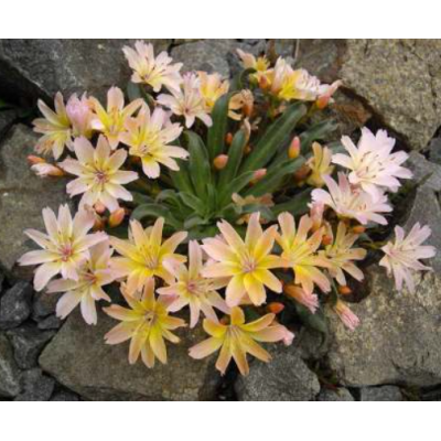 Насіння - Левізія туполиста Еліза, суміш, Benary (Німеччина), 5 шт. Насіння - Левізія туполиста Еліза, суміш, Benary (Німеччина), 5 шт.