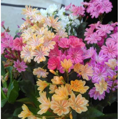 Насіння - Левізія туполиста Еліза, суміш, Benary (Німеччина), 5 шт. Насіння - Левізія туполиста Еліза, суміш, Benary (Німеччина), 5 шт.