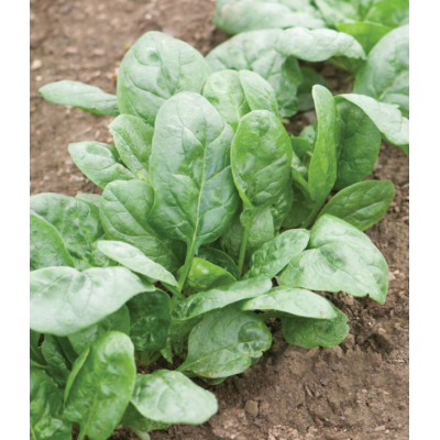Семена - Шпинат Корвер F1, Enza Zaden (Нидерланды), 2 г. Семена - Шпинат Корвер F1, Enza Zaden (Нидерланды), 2 г.
