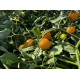 Семена - Томат Флавино F1, United Genetics (Италия), 10 шт.
