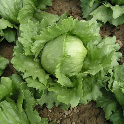 Насіння - Салат Ларсен, MoravoSeed (Чехія), 0,3 г.