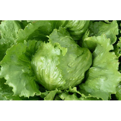 Насіння - Салат Ларсен, MoravoSeed (Чехія), 0,3 г.