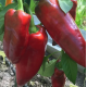 Семена - Перец Деметра F1, MoravoSeed (Чехия), 10 шт.