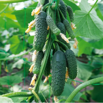 Насіння - Огірок Ніборі F1, Kitano Seeds (Нідерланди), 10 шт.