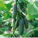 Семена - Огурец Нибори F1, Kitano Seeds (Нидерланды), 10 шт.