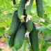 Насіння - Огірок Ніборі F1, Kitano Seeds (Нідерланди), 10 шт.