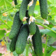 Семена - Огурец Нибори F1, Kitano Seeds (Нидерланды), 10 шт.