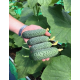 Семена - Огурец Нибори F1, Kitano Seeds (Нидерланды), 10 шт.
