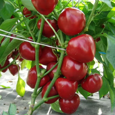 Семена - Перец сл. Думас, MoravoSeed (Чехия), 0,2 г.